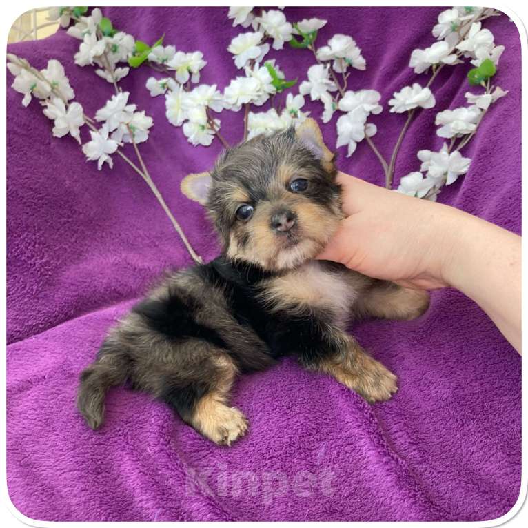 Собаки в Москве: Йорк мраморный мальчик крупный стандарт с зелёно голубыми глазами Мальчик, 60 000 руб. - фото 7