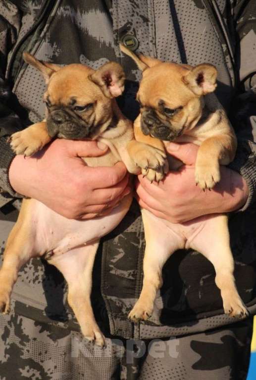 Собаки в Санкт-Петербурге: Щенки французского бульдога Разнополые, 60 000 руб. - фото 4