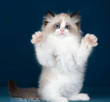 Рэгдолл котята 