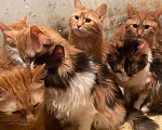 Кошки в Москве: Рыжие коты, кошки, котята в беде Девочка, Бесплатно - фото 1