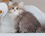 Кошки в Владивостоке: Британский длинношерстный котенок  Мальчик, 70 000 руб. - фото 4