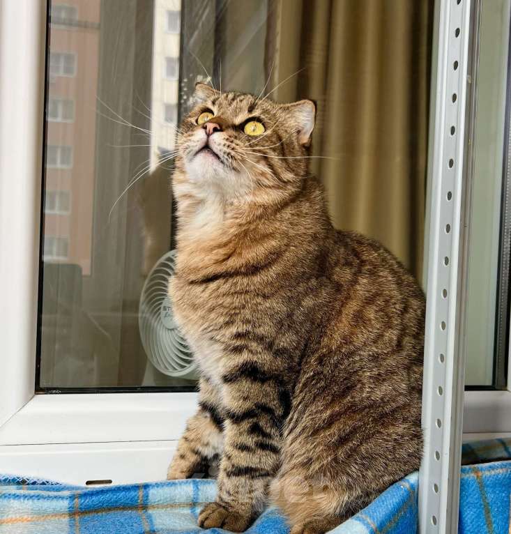 Кошки в Москве: Вислоухий котик Оскар ищет дом, в добрые руки  Мальчик, Бесплатно - фото 7