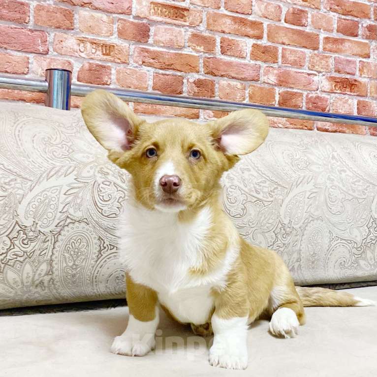 Собаки в Москве: Щенки вельш-корги кардиган Мальчик, 40 000 руб. - фото 4