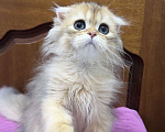 Кошки в Волгограде: Хайленд фолд золотая шиншилла Мальчик, 20 000 руб. - фото 2