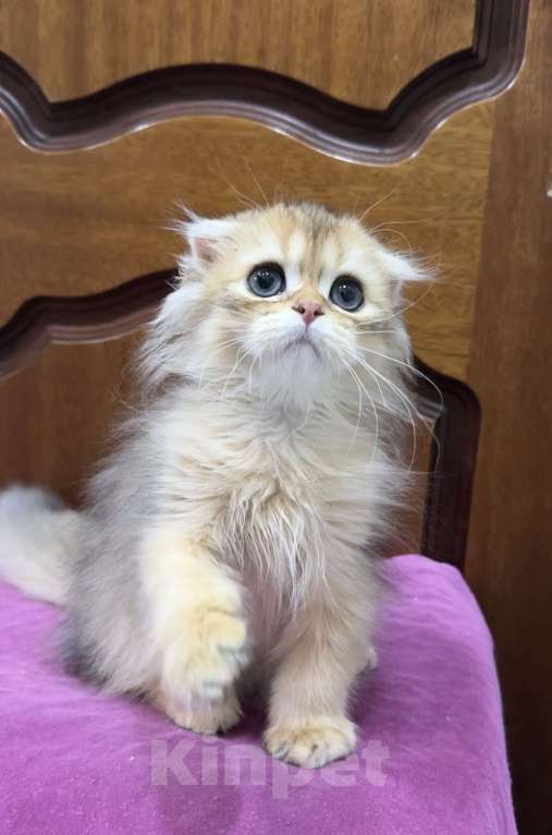 Кошки в Волгограде: Хайленд фолд золотая шиншилла Мальчик, 20 000 руб. - фото 2