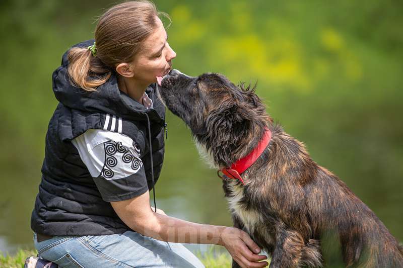 Собаки в Москве: Молодая метис леонбергера Чара в добрые руки Девочка, Бесплатно - фото 3