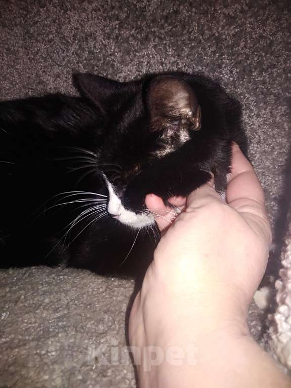 Кошки в Санкт-Петербурге: Очень нужна помощь-дом или передержка для кошечки Луны Девочка, Бесплатно - фото 9
