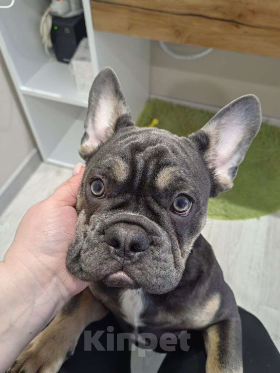 Собаки в Краснодаре: Французский бульдог, щенок Мальчик, 50 000 руб. - фото 1