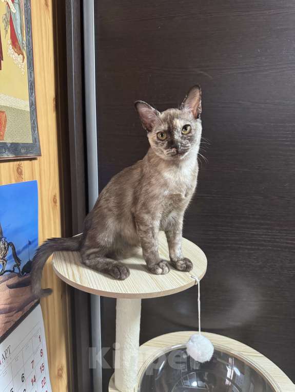 Кошки в Краснодаре: Бурманская кошечка с документами Девочка, 25 000 руб. - фото 2