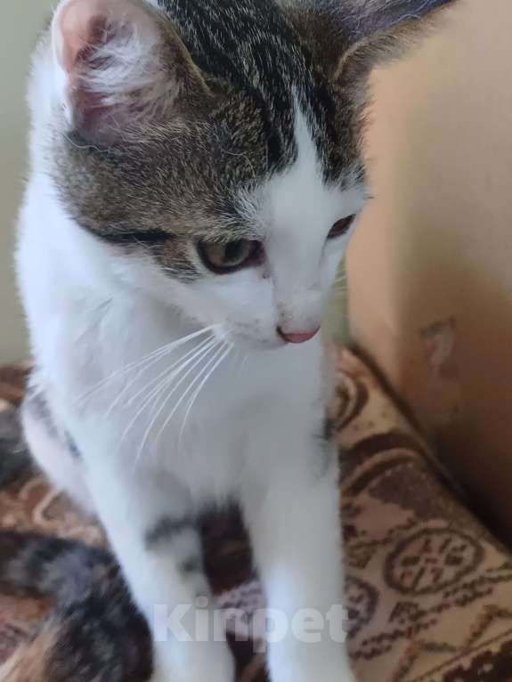 Кошки в других городах Пермского края: Кот Мальчик, Бесплатно - фото 2