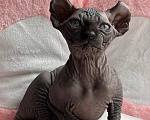 Кошки в Новокузнецке: Котенок Эльф Девочка, 80 000 руб. - фото 3
