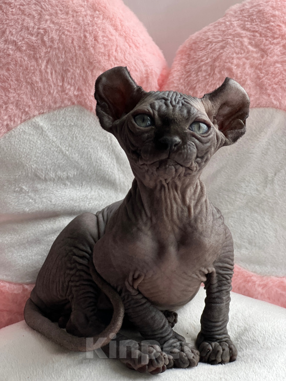 Кошки в Новокузнецке: Котенок Эльф Девочка, 80 000 руб. - фото 3