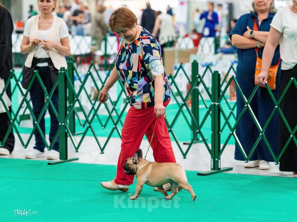Собаки в других городах Московской области: Щенки французского бульдога Девочка, 100 000 руб. - фото 2
