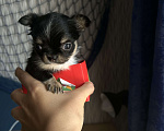 Собаки в Новокузнецке: Продам щенка чихуахуа мальчик мини Мальчик, 25 000 руб. - фото 3
