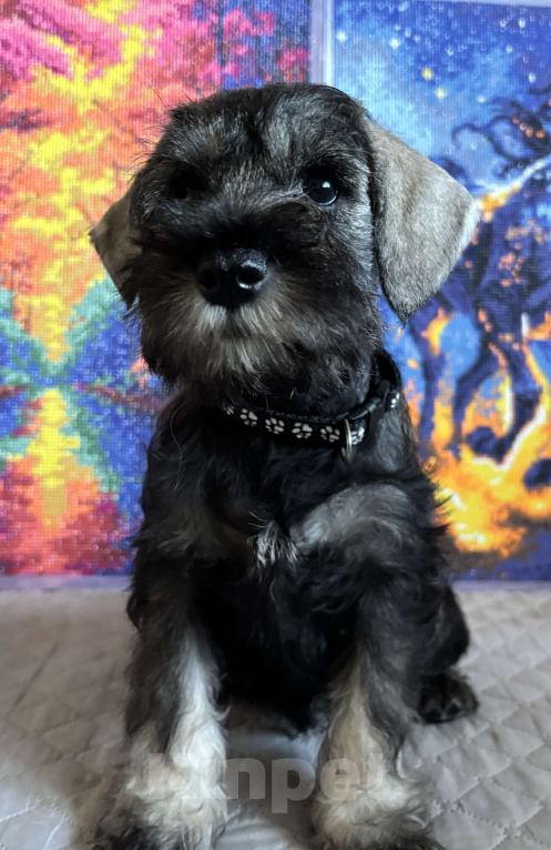 Собаки в Таганроге: Петти Девочка, 45 000 руб. - фото 2