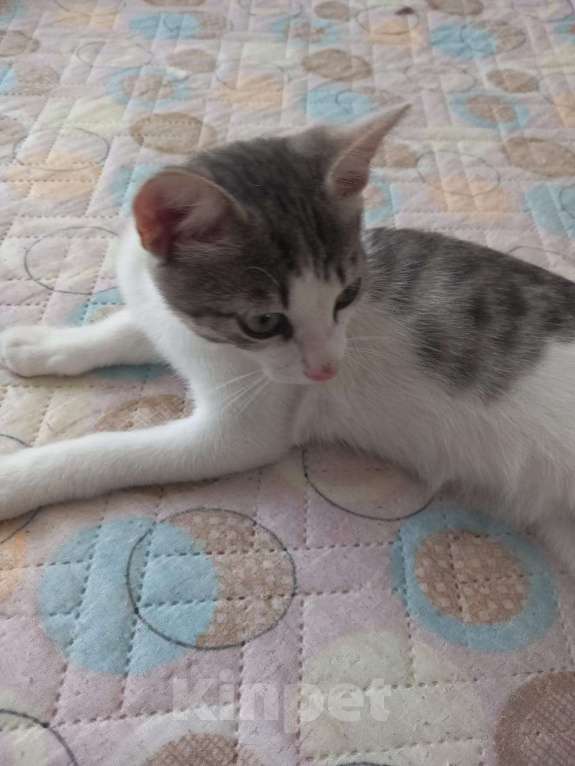 Кошки в Новосибирске: Суперласковый Василек Мальчик, Бесплатно - фото 3