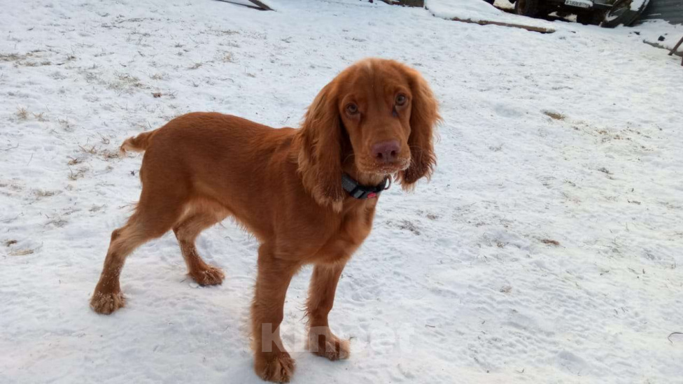 Собаки в других городах Московской области: Щенок русского спаниеля, 5 месяцев, привит, обучен Мальчик, 60 000 руб. - фото 2