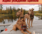 Собаки в Санкт-Петербурге: Щенки ирландского терьера от чемпионской пары Девочка, Бесплатно - фото 7