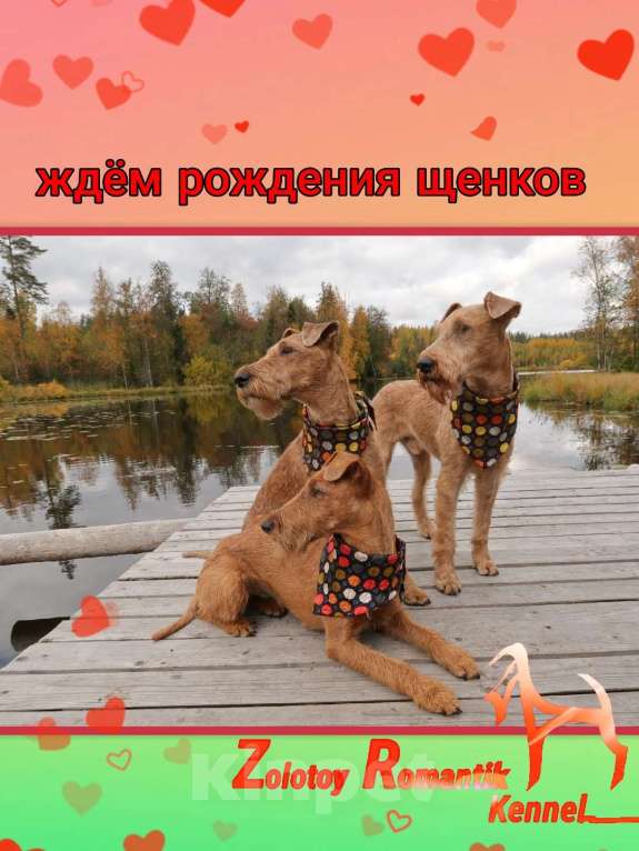 Собаки в Санкт-Петербурге: Щенки ирландского терьера от чемпионской пары Девочка, Бесплатно - фото 7