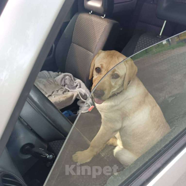 Собаки в Екатеринбурге: продам щенка лабрадора Девочка, 25 000 руб. - фото 1