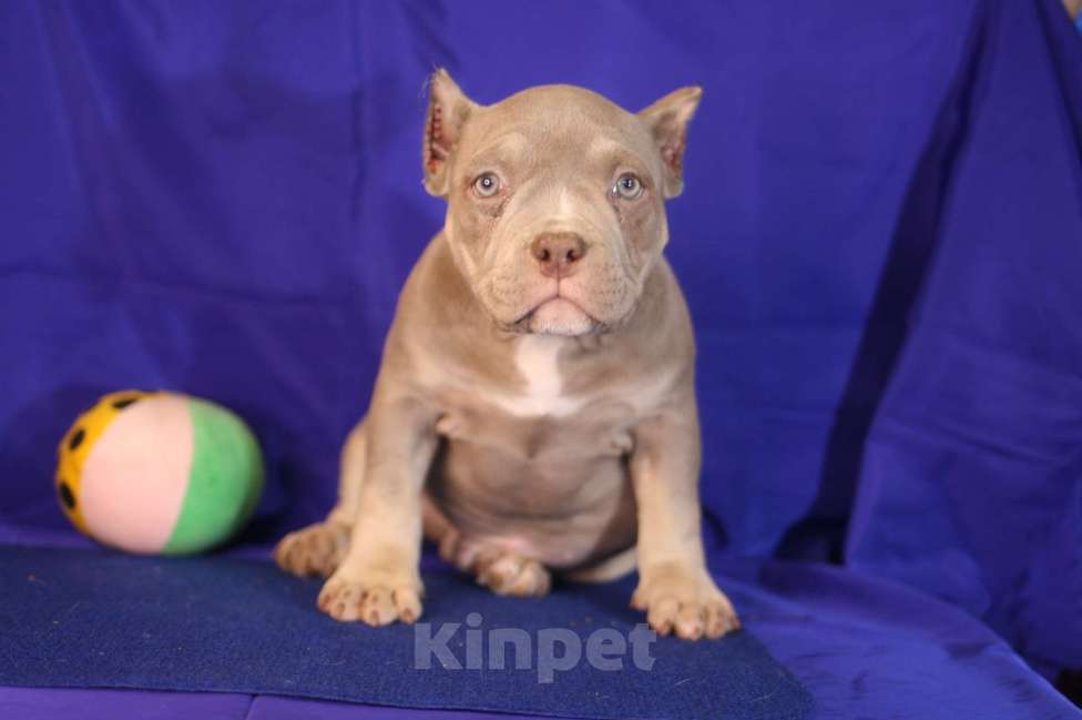 Собаки в Санкт-Петербурге: Щенки американ булли шоколадные и лиловые триколоры Мальчик, Бесплатно - фото 5