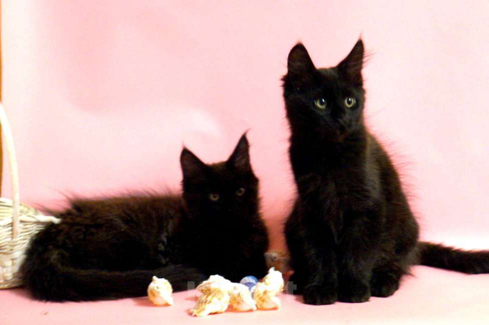 Кошки в Москве: Чудесный мальчик от чемпионов родителей Мальчик, 120 000 руб. - фото 2