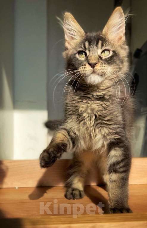 Кошки в других городах Ленинградской области: Зевс Мальчик, Бесплатно - фото 5