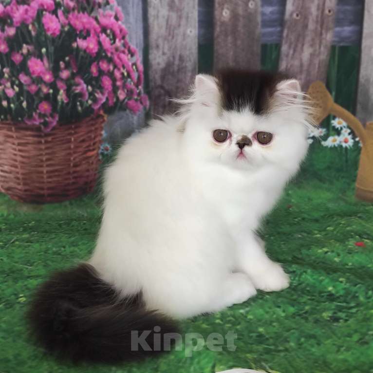 Кошки в Новосибирске: Персидский котенок  Мальчик, 35 000 руб. - фото 2