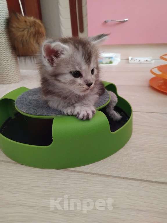 Кошки в Ставрополе: Алмаз  Мальчик, 25 000 руб. - фото 6