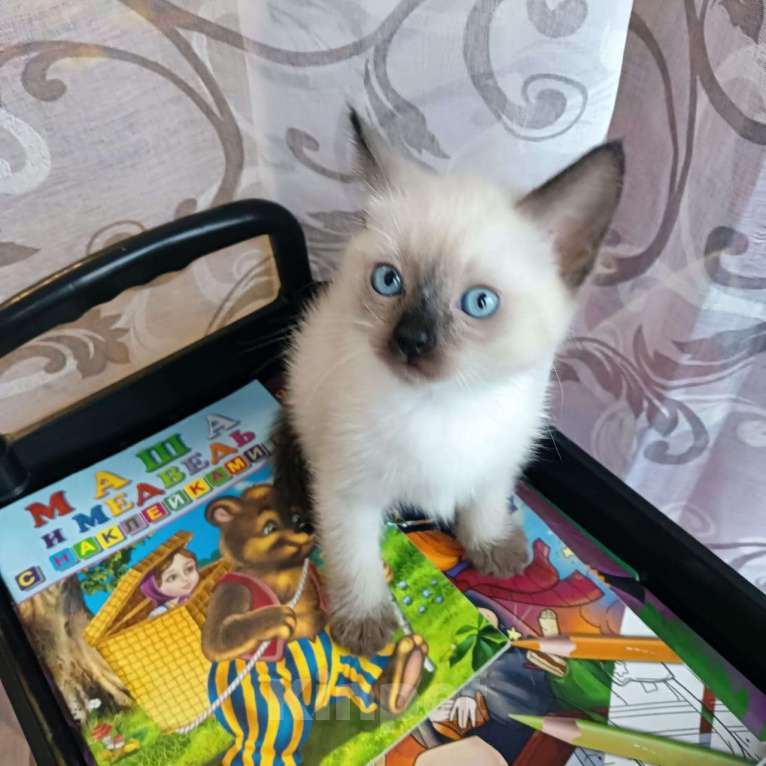 Кошки в Подольске: Тайские котята Мальчик, 15 000 руб. - фото 2