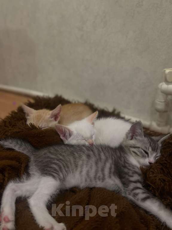 Кошки в Тамбове: Серый Мальчик, Бесплатно - фото 2