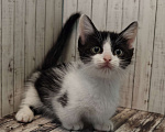 Кошки в Чите: Котенок Манчкин Мальчик, 30 000 руб. - фото 1