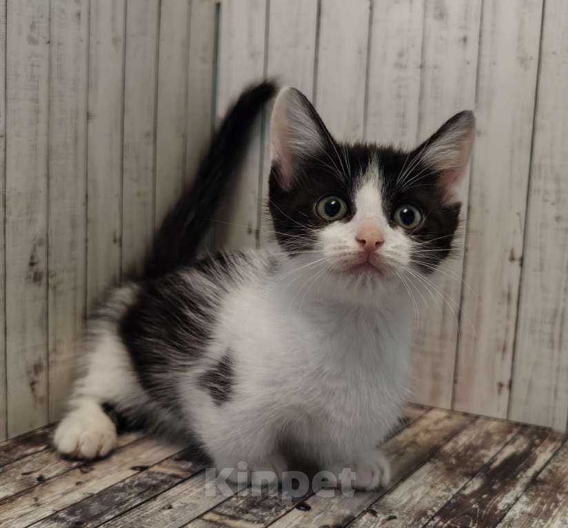 Кошки в Чите: Котенок Манчкин Мальчик, 30 000 руб. - фото 1