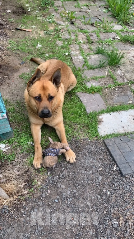 Собаки в Москве: Степка в поисках дома! Мальчик, Бесплатно - фото 1