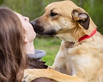 Собаки в Солнечногорске: Арамис - собака друг и компаньон Мальчик, Бесплатно - фото 6