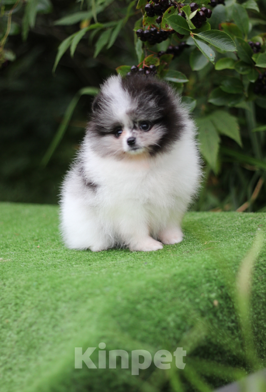 Собаки в Санкт-Петербурге: Шпиц девочка Девочка, 55 000 руб. - фото 2