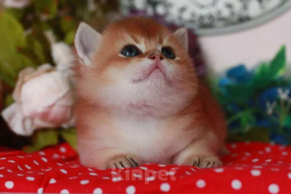 Кошки в Москве: Золотой котик Мальчик, 25 000 руб. - фото 3