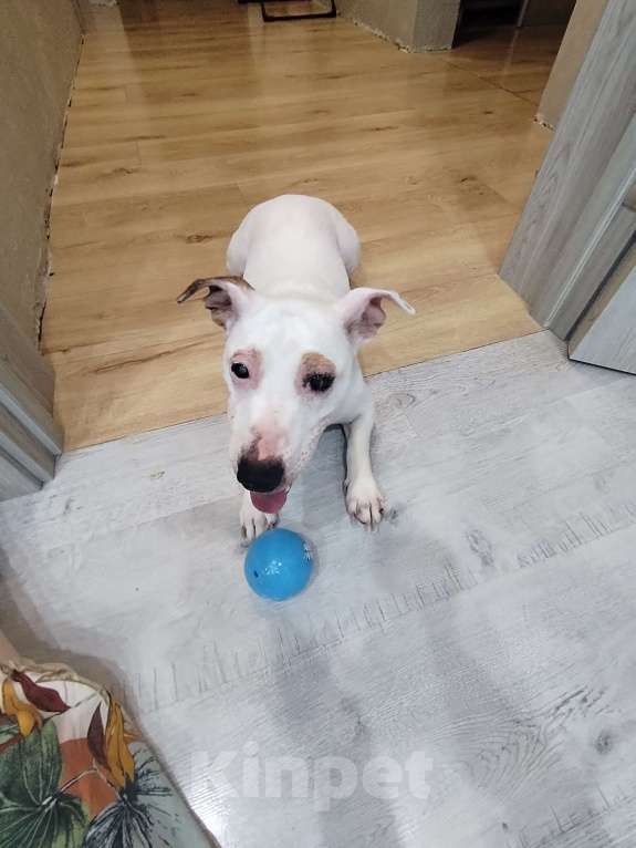 Собаки в Чехове: Отдаю в добрые руки Девочка, Бесплатно - фото 5