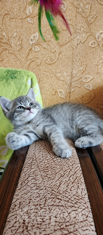 Кошки в Севастополе: Шотландский прямоухий котёнок Мальчик, 13 000 руб. - фото 8
