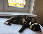 Кошки в Москве: Кошка Эмми в добрые руки Девочка, Бесплатно - фото 2