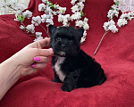 Собаки в Москве: Чёрный йорк мальчик стандарт бэби фейс Мальчик, 80 000 руб. - фото 7