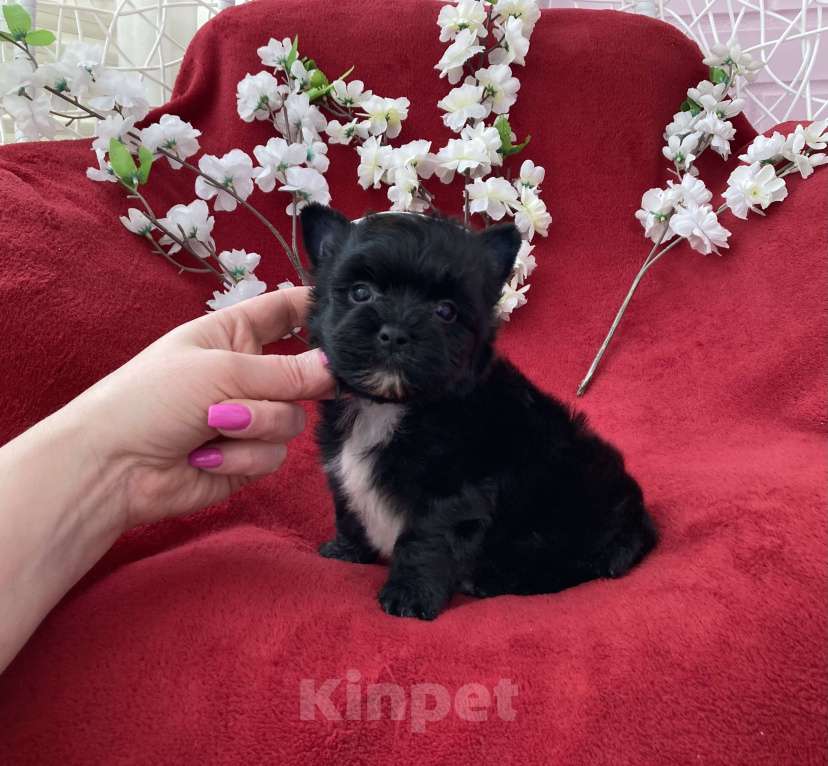 Собаки в Москве: Чёрный йорк мальчик стандарт бэби фейс Мальчик, 80 000 руб. - фото 7