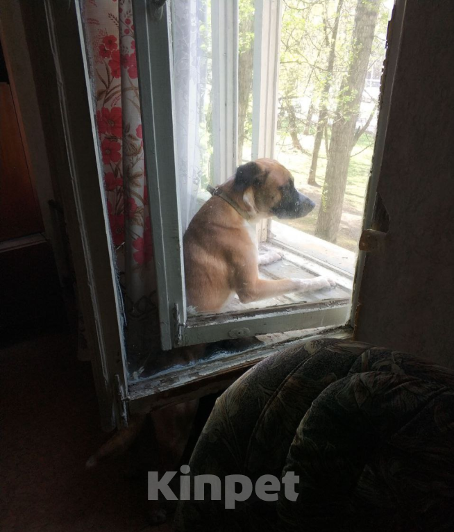 Собаки в Москве: Отдам друга в добрые руки. Мальчик, Бесплатно - фото 4