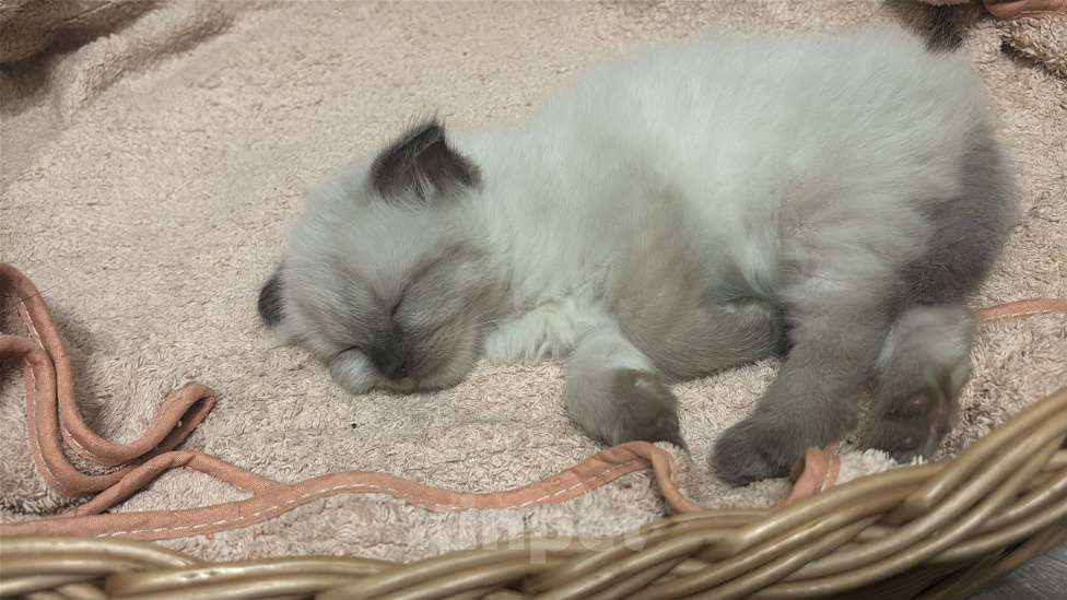 Кошки в Москве: Невские маскарадные котята Мальчик, 22 000 руб. - фото 3