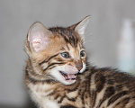 Кошки в Барнауле: Бенгальские котята Девочка, 20 000 руб. - фото 4