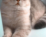 Кошки в Химках: Вязка с красивым шотландцем❤️, 2 000 руб. - фото 2