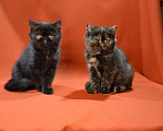 Кошки в Колпашево: Котята - Экзоты, 35 000 руб. - фото 7