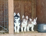 Собаки в Высоковске: Продаются щенки Хаски . Родились 19 сентября. Кушают самостоятельно Мальчик, 10 000 руб. - фото 3