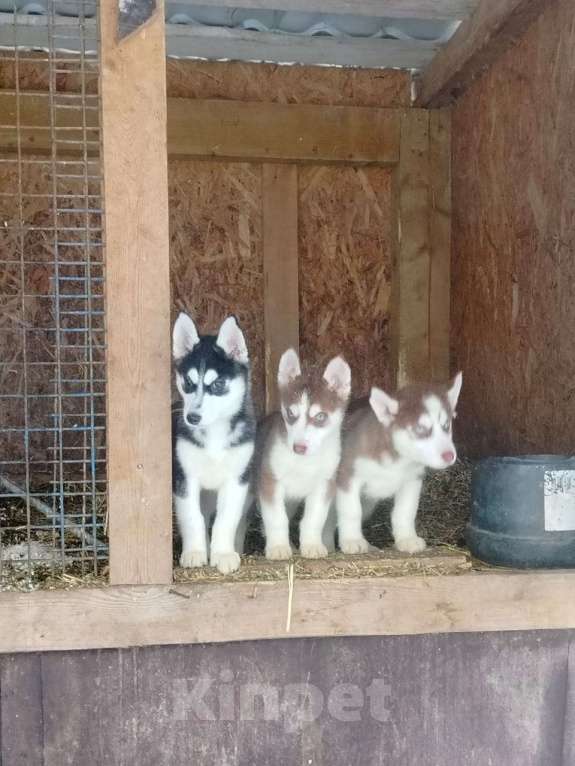Собаки в Высоковске: Продаются щенки Хаски . Родились 19 сентября. Кушают самостоятельно Мальчик, 10 000 руб. - фото 3