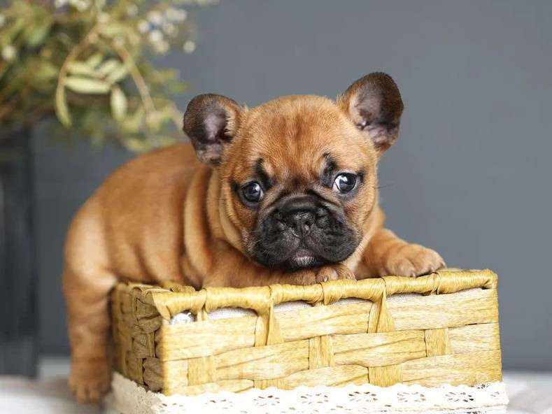 Собаки в Москве: Щенки французского бульдога с документами РКФ  Мальчик, 55 000 руб. - фото 2